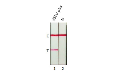 Anti-ASFV p54 antibody [HL1287] used in Lateral Flow (Lateral Flow). GTX636701
