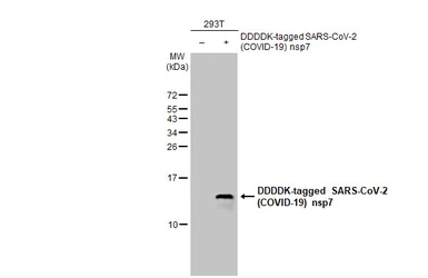 Anti-SARS-CoV-2 (COVID-19) nsp7 antibody [HL1301] used in Western Blot (WB). GTX636719