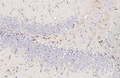 Anti-GFAP antibody [HL1308] used in IHC (Paraffin sections) (IHC-P). GTX636726