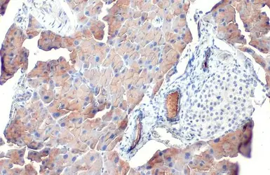 Anti-Pancreatic Lipase antibody [HL1310] used in IHC (Paraffin sections) (IHC-P). GTX636728