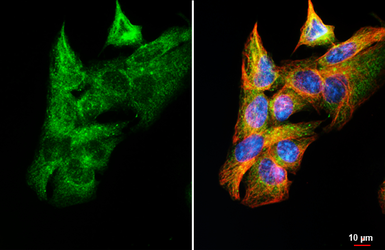 Anti-Caspase 3 antibody [HL1314] used in Immunocytochemistry/ Immunofluorescence (ICC/IF). GTX636732