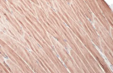 Anti-ATP6V1H antibody [HL1316] used in IHC (Paraffin sections) (IHC-P). GTX636734