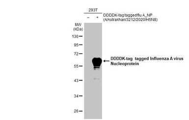 Anti-Influenza A virus Nucleoprotein antibody [HL1321] used in Western Blot (WB). GTX636739