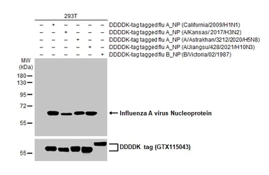 Anti-Influenza A virus Nucleoprotein antibody [HL1323] used in Western Blot (WB). GTX636741