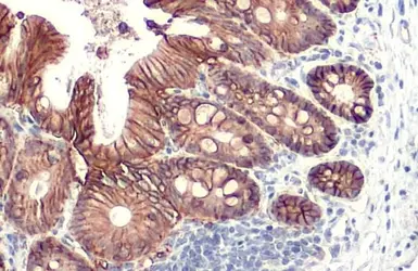 Anti-EpCAM antibody [HL1338] used in IHC (Paraffin sections) (IHC-P). GTX636758