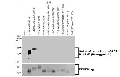 Anti-Swine Influenza A virus G4 EA H1N1 HA (Hemagglutinin) antibody [HL1343] used in Western Blot (WB). GTX636763