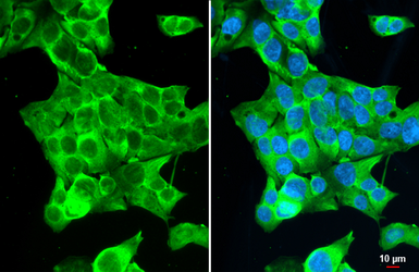 Anti-GSPT1 antibody [HL1345] used in Immunocytochemistry/ Immunofluorescence (ICC/IF). GTX636765