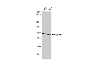 Anti-GSPT1 antibody [HL1346] used in Western Blot (WB). GTX636766