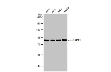 Anti-GSPT1 antibody [HL1346] used in Western Blot (WB). GTX636766