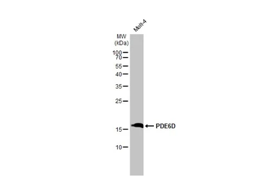 Anti-PDE6D antibody [HL1359] used in Western Blot (WB). GTX636799