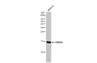 Anti-PDE6D antibody [HL1359] used in Western Blot (WB). GTX636799