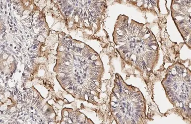 Anti-PDE6D antibody [HL1359] used in IHC (Paraffin sections) (IHC-P). GTX636799