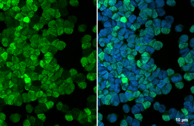 Anti-PDE6D antibody [HL1359] used in Immunocytochemistry/ Immunofluorescence (ICC/IF). GTX636799
