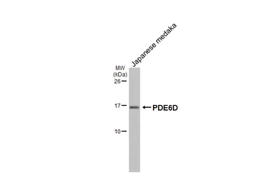Anti-PDE6D antibody [HL1359] used in Western Blot (WB). GTX636799