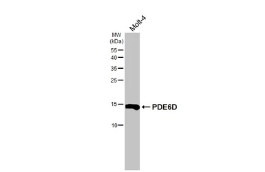Anti-PDE6D antibody [HL1359] used in Western Blot (WB). GTX636799