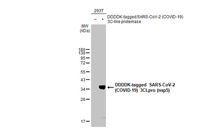 Anti-SARS-CoV-2 (COVID-19) 3CLpro (nsp5) antibody [HL1367] used in Western Blot (WB). GTX636807