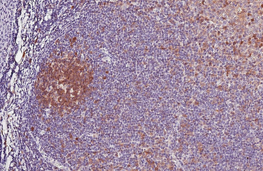 Anti-Caspase 3 antibody [HL1370] used in IHC (Paraffin sections) (IHC-P). GTX636810