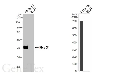 Anti-MyoD1 antibody [HL1372] used in Western Blot (WB). GTX636812