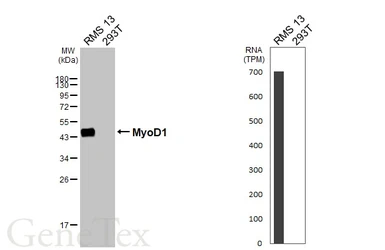 Anti-MyoD1 antibody [HL1372] used in Western Blot (WB). GTX636812