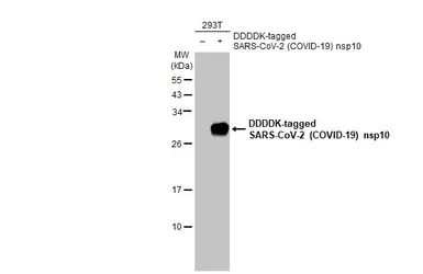 Anti-SARS-CoV-2 (COVID-19) nsp10 antibody [HL1381] used in Western Blot (WB). GTX636821