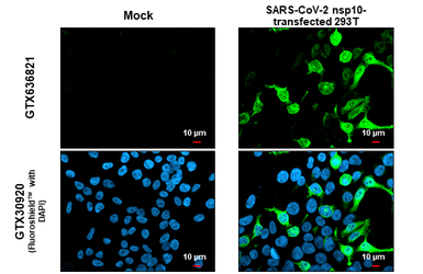 Anti-SARS-CoV-2 (COVID-19) nsp10 antibody [HL1381] used in Immunocytochemistry/ Immunofluorescence (ICC/IF). GTX636821