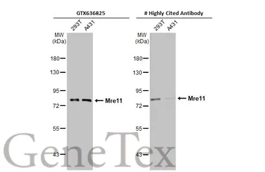 Anti-Mre11 antibody [HL1385] used in Western Blot (WB). GTX636825