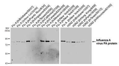 Anti-Influenza A virus PA protein antibody [HL1387] used in Western Blot (WB). GTX636827