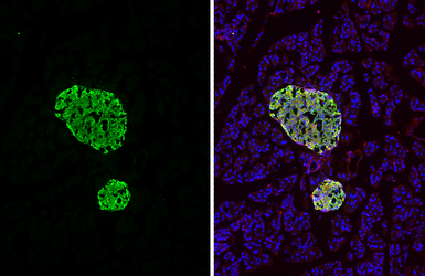 Anti-Insulin antibody [HL1393] used in IHC (Frozen sections) (IHC-Fr). GTX636833