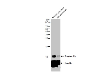 Anti-Insulin antibody [HL1393] used in Western Blot (WB). GTX636833