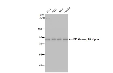 Anti-PI3 kinase p85 alpha antibody [HL1398] used in Western Blot (WB). GTX636838