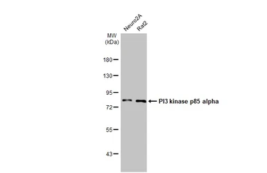 Anti-PI3 kinase p85 alpha antibody [HL1398] used in Western Blot (WB). GTX636838