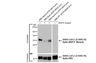 Anti-SARS-CoV-2 (COVID-19) Spike (N501Y Mutant) antibody [HL1425] used in Western Blot (WB). GTX636891