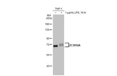 Anti-ZC3H12A antibody [HL1442] used in Western Blot (WB). GTX636914