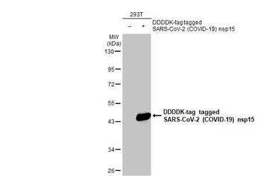Anti-SARS-CoV-2 (COVID-19) nsp15 antibody [HL1446] used in Western Blot (WB). GTX636918