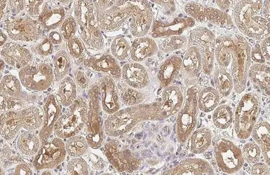 Anti-PP2A alpha antibody [HL1447] used in IHC (Paraffin sections) (IHC-P). GTX636919
