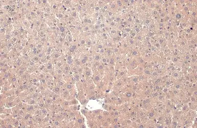 Anti-PP2A alpha antibody [HL1447] used in IHC (Paraffin sections) (IHC-P). GTX636919