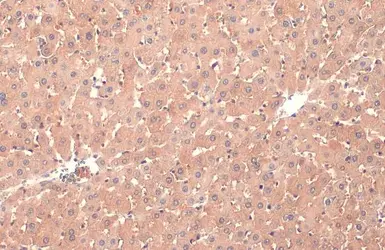 Anti-PP2A alpha antibody [HL1447] used in IHC (Paraffin sections) (IHC-P). GTX636919