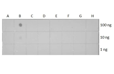 Anti-Histone H3K18ac (Acetyl Lys18) antibody [HL1463] used in Dot blot (Dot). GTX636937