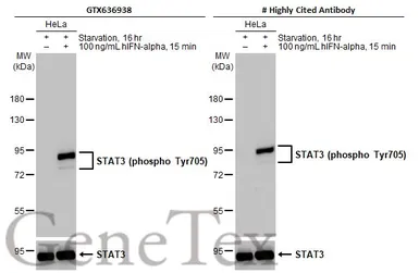 Anti-STAT3 (phospho Tyr705) antibody [HL1464] used in Western Blot (WB). GTX636938