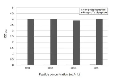Anti-CDK2 (phospho Tyr15) antibody [HL1474] used in  (). GTX636948