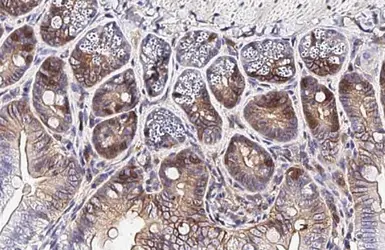 Anti-CDK2 (phospho Tyr15) antibody [HL1474] used in IHC (Paraffin sections) (IHC-P). GTX636948