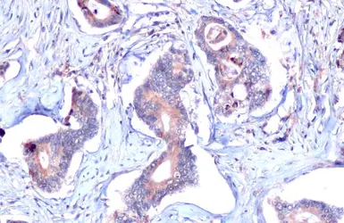 Anti-Mucin 4 antibody [HL1486] used in IHC (Paraffin sections) (IHC-P). GTX636960