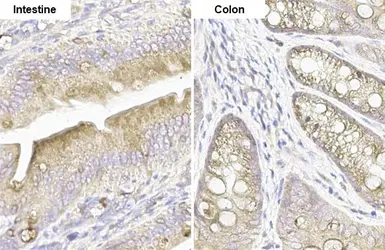 Anti-Mucin 4 antibody [HL1486] used in IHC (Paraffin sections) (IHC-P). GTX636960