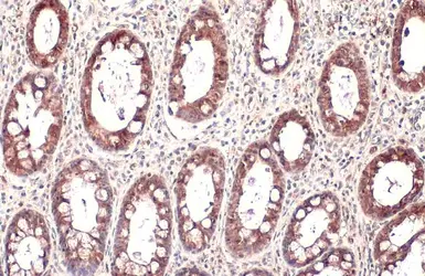 Anti-Mucin 4 antibody [HL1486] used in IHC (Paraffin sections) (IHC-P). GTX636960