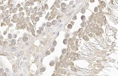 Anti-DDX4 antibody [HL1487] used in IHC (Paraffin sections) (IHC-P). GTX636961