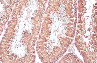 Anti-DDX4 antibody [HL1487] used in IHC (Paraffin sections) (IHC-P). GTX636961