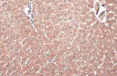 Anti-TOMM20 antibody [HL1493] used in IHC (Paraffin sections) (IHC-P). GTX636967