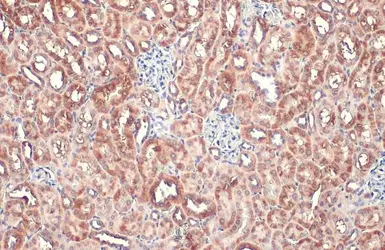 Anti-TOMM20 antibody [HL1494] used in IHC (Paraffin sections) (IHC-P). GTX636968