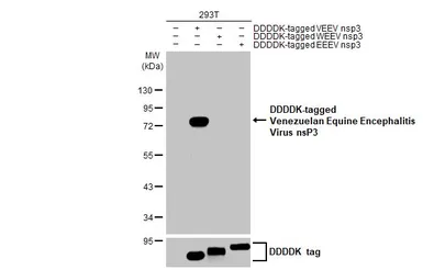 Anti-Venezuelan Equine Encephalitis Virus nsP3 antibody [HL1502] used in Western Blot (WB). GTX636976