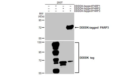 Anti-PARP3 antibody [HL1509] used in Western Blot (WB). GTX636983